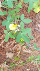 Crotalaria mollicula