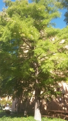 Taxodium distichum