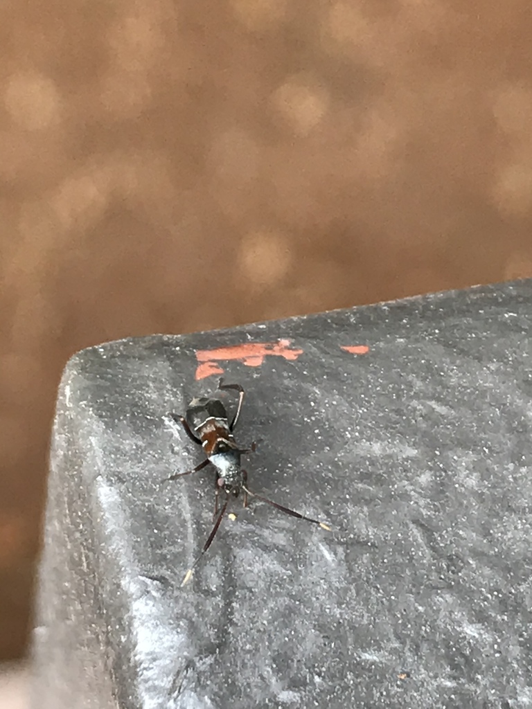 Pilophorus amoenus