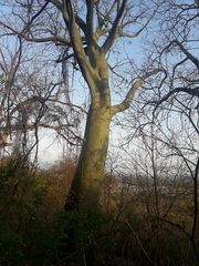 Ceiba trischistandra