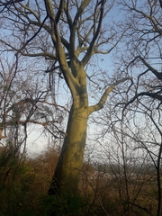 Ceiba trischistandra