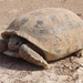 Bolson Tortoise - Photo (c) Jose Antonio Aranda Pineda, some rights reserved (CC BY), uploaded by Jose Antonio Aranda Pineda