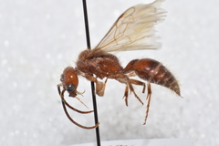 Odontophotopsis venusta