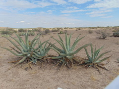 Agave asperrima