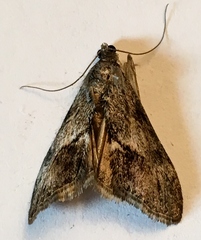 Evergestis subterminalis