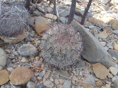 Echinomastus unguispinus