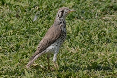 Turdus litsitsirupa