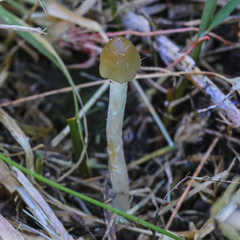 Psilocybe semilanceata