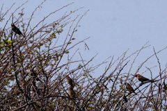 Amadina erythrocephala
