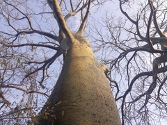Ceiba trischistandra