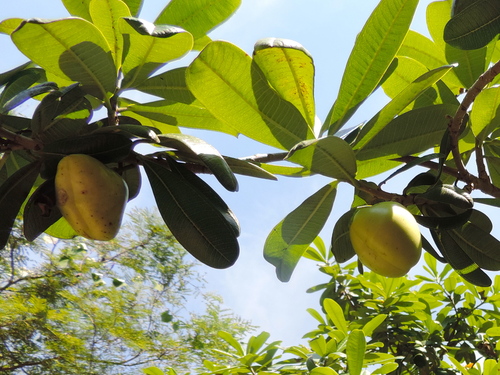Cascabela ovata