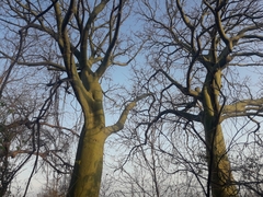 Ceiba trischistandra