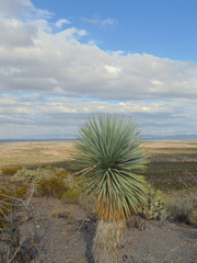 Yucca rigida