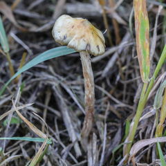 Psilocybe semilanceata