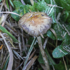 Psilocybe semilanceata