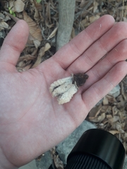 Ceiba trischistandra