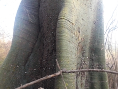 Ceiba trischistandra