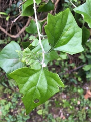 Delairea odorata