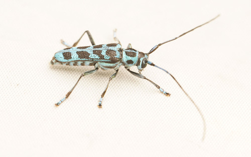 Pareutetrapha nigrimaculata