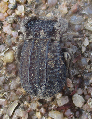 Machla verrucosa