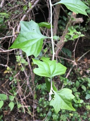 Delairea odorata