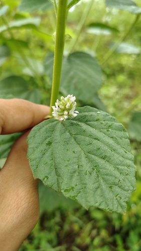 Cullen corylifolium