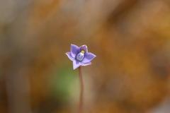 Thelymitra tholiformis