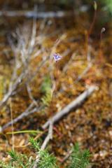 Thelymitra tholiformis