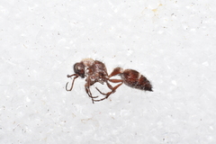 Typhoctes peculiaris