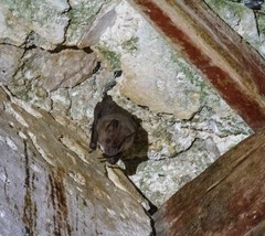 Artibeus jamaicensis yucatanicus