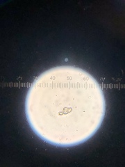 Clitocybe odora pacifica