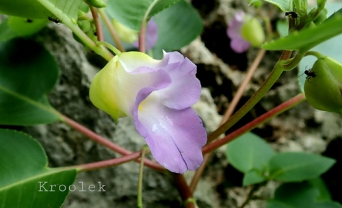 Impatiens calcicola