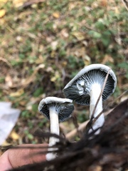 Clitocybe odora pacifica