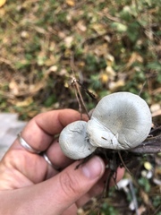 Clitocybe odora pacifica