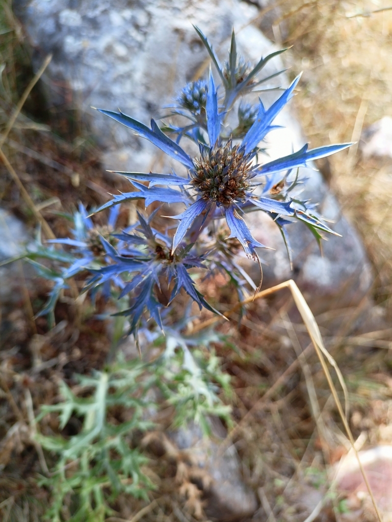 Amethyst eryngo (Eryngium amethystinum)