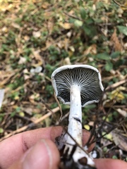 Clitocybe odora pacifica