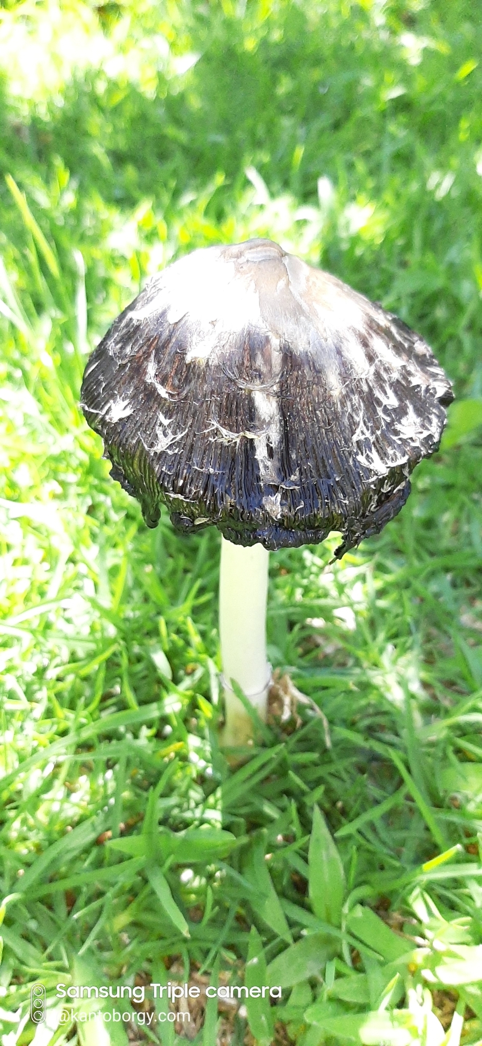 Agaricaceae image