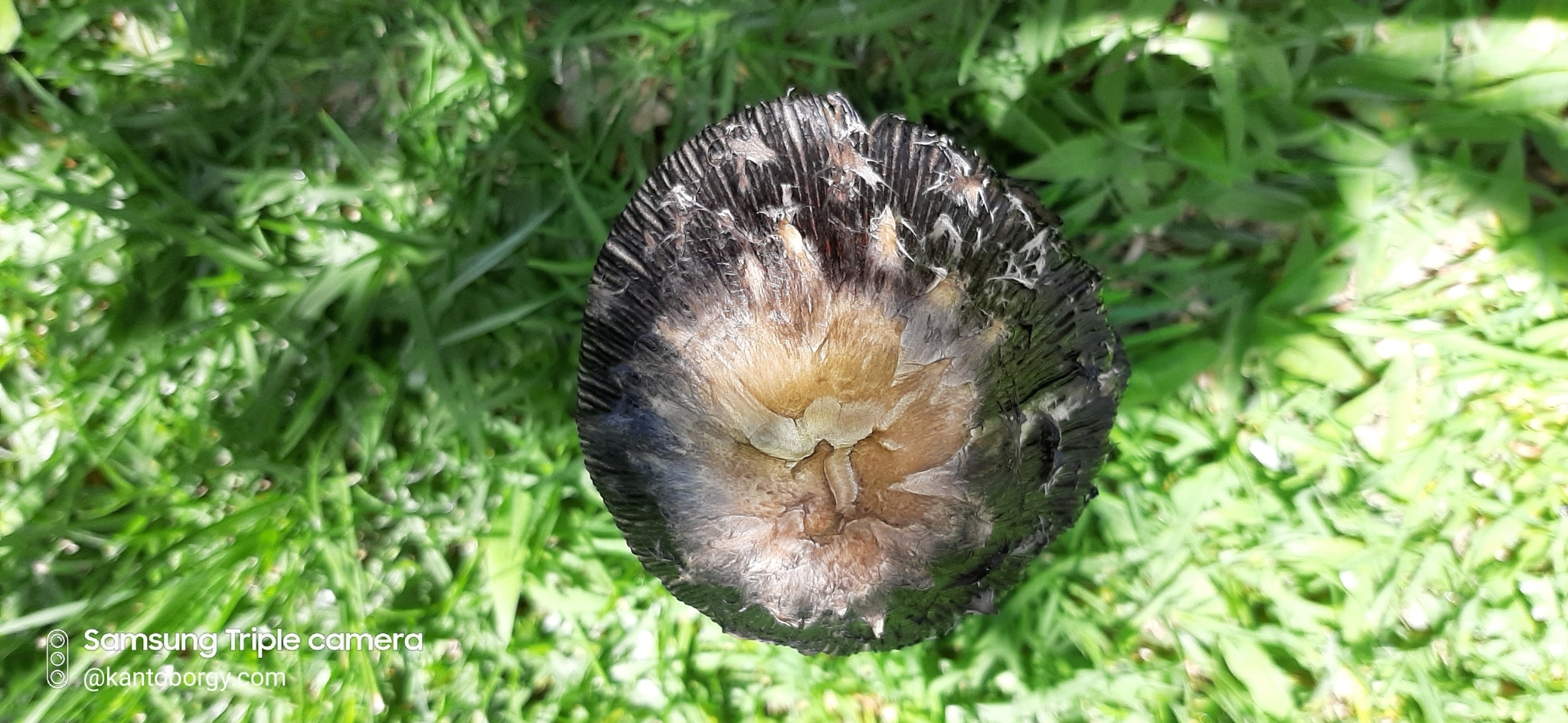 Coprinus image