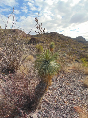 Image of Yucca rigida by (c) Jose Antonio Aranda Pineda, some rights reserved (CC BY)