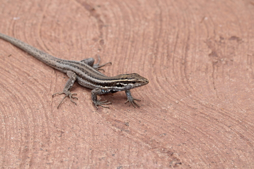 Boettger’s Lizard, Gallotia caesaris