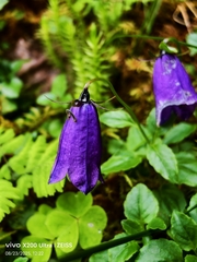 Campanula pulla, photograph author not stated, no rights reserved