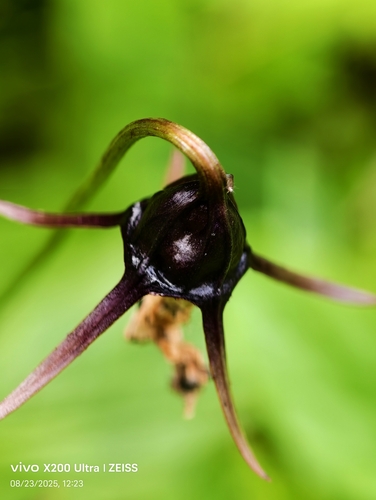 Campanula pulla, photograph 4