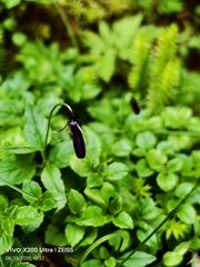 Campanula pulla, photograph author not stated, no rights reserved