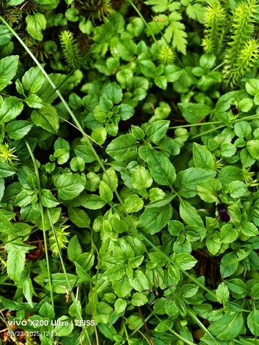 Campanula pulla, photograph 6
