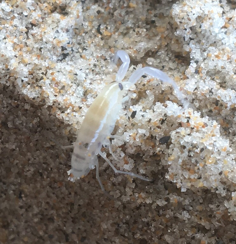 Amphiatlantica sulensoni
