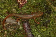 Spot-Tailed Warty Newt photo 5