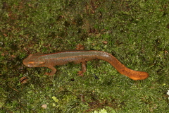 Spot-Tailed Warty Newt photo 3