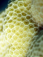 Porites lobata