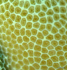 Porites lobata