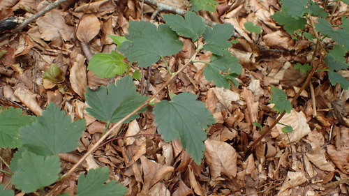 Ribes alpinum